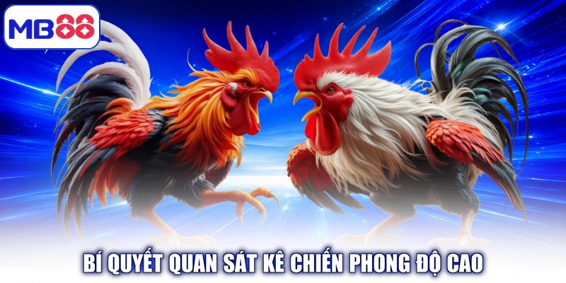 Bí quyết quan sát kê chiến phong độ cao