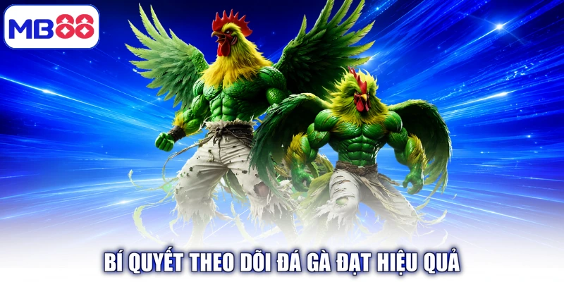 Bí quyết theo dõi Đá Gà đạt hiệu quả