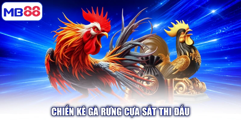 Chiến kê Gà Rừng Cựa Sắt thi đấu