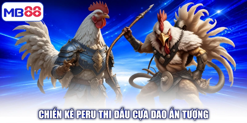Chiến kê Peru thi đấu cựa dao ấn tượng