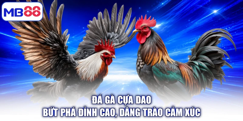 Đá Gà Cựa Dao - Bứt Phá Đỉnh Cao, Dâng Trào Cảm Xúc