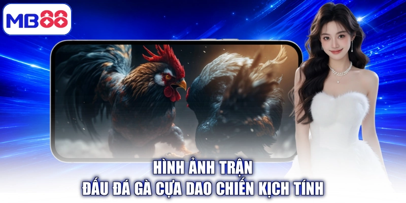 Hình ảnh trận đấu Đá Gà Cựa Dao chiến kịch tính
