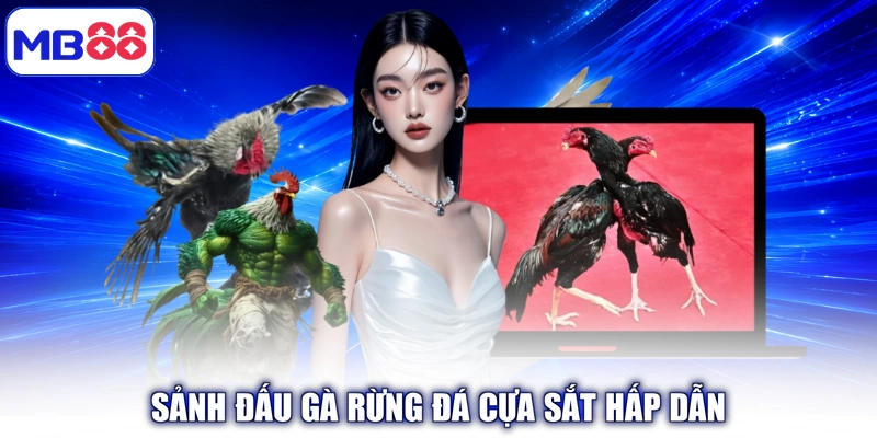 Sảnh đấu Gà Rừng Đá Cựa Sắt hấp dẫn