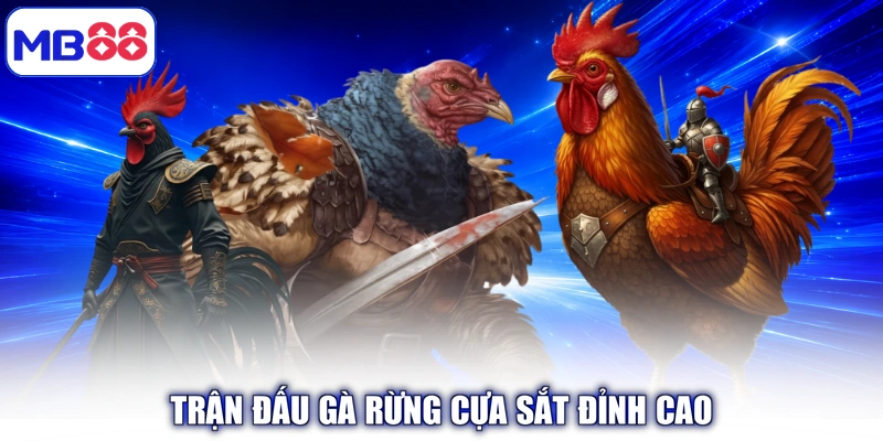 Trận đấu Gà Rừng Cựa Sắt đỉnh cao