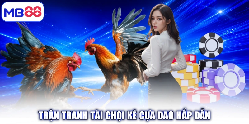 Trận tranh tài chọi kê Cựa Dao hấp dẫn